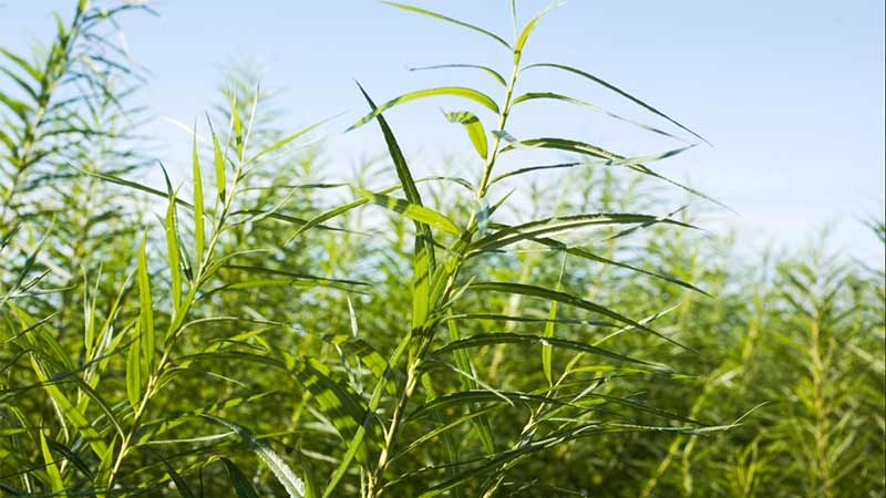 Energiskog - biomassa från pilträdet Salix. Foto: Jenny Svennås-Gillner, SLU