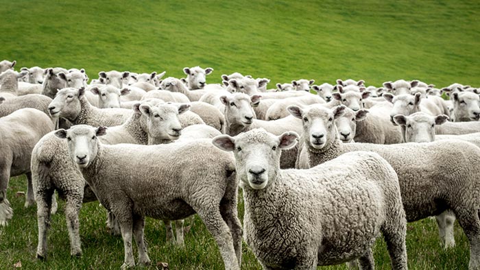En flock med får