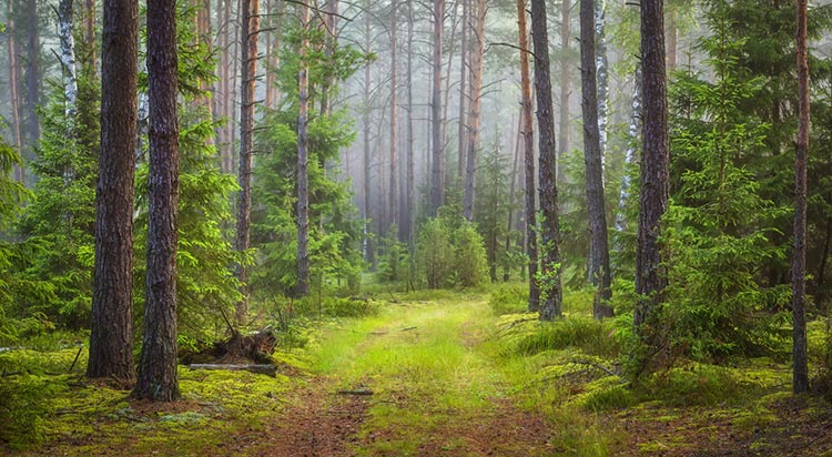 Grön sommarskog i Sverige
