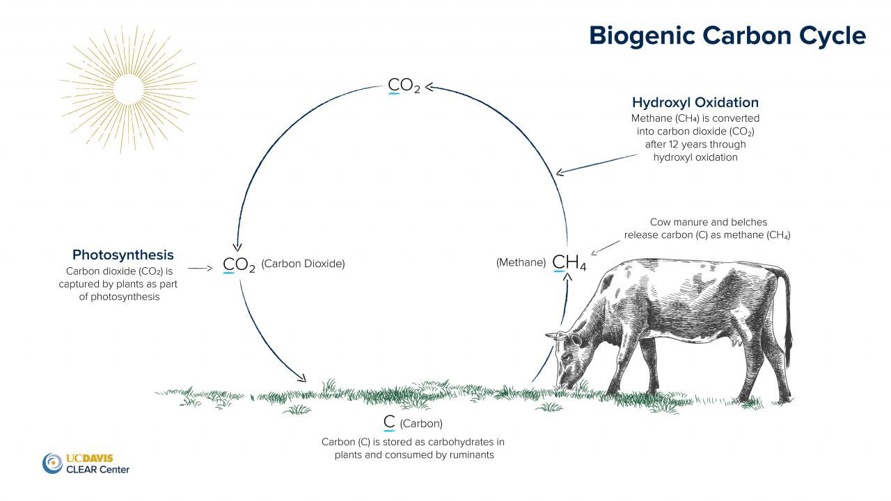 Bild på ett nötkreatur och den biogeniska kolcykeln