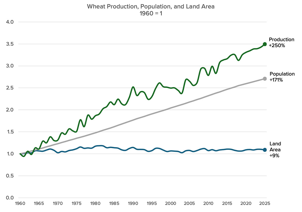 En graf som visar världens produktion av vete och hur den ökat från 1960 till idag 2025. Den visar också befolkningsökningen och odlingsmarken - vilka inte ökat i samma takt.