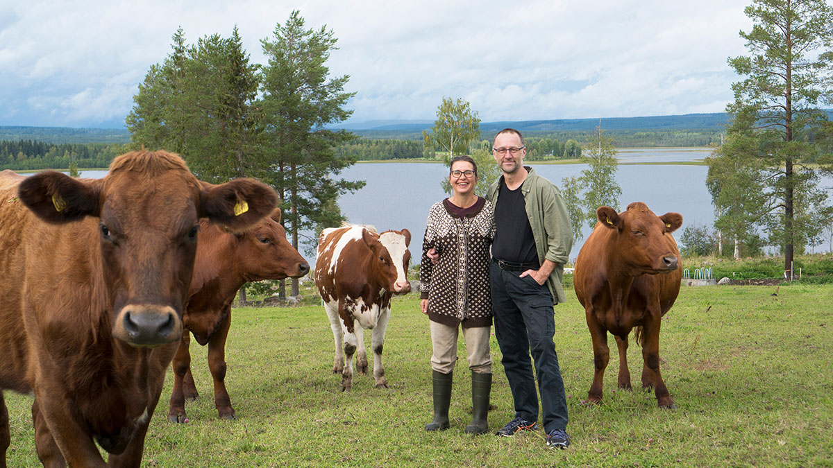 Johanna och Pär Hellström bland korna på Svedjan Ost i Västerbotten.