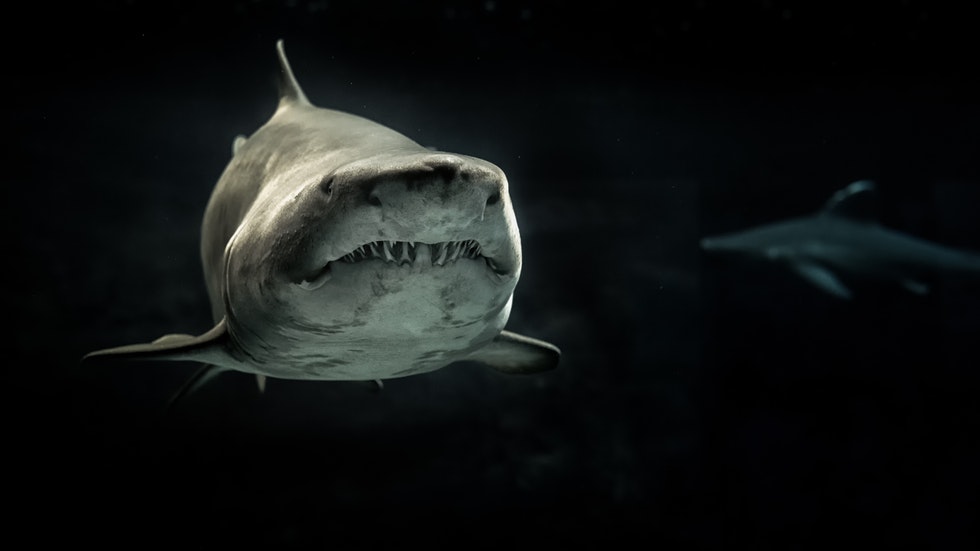 Foto: av George Desipris/Pexels – på två  hajar i mörka vatten.