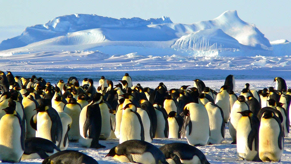Foto: Pexels/Pixabay – en stor flock pingviner