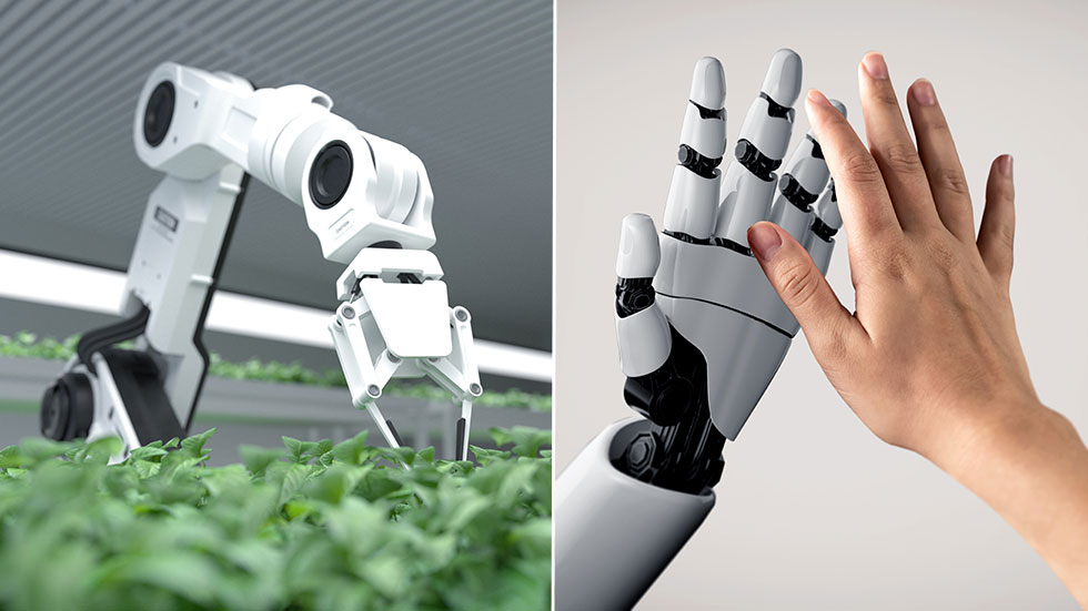 En robot arbetar med odling av grönsaker. En robothand och människohand.