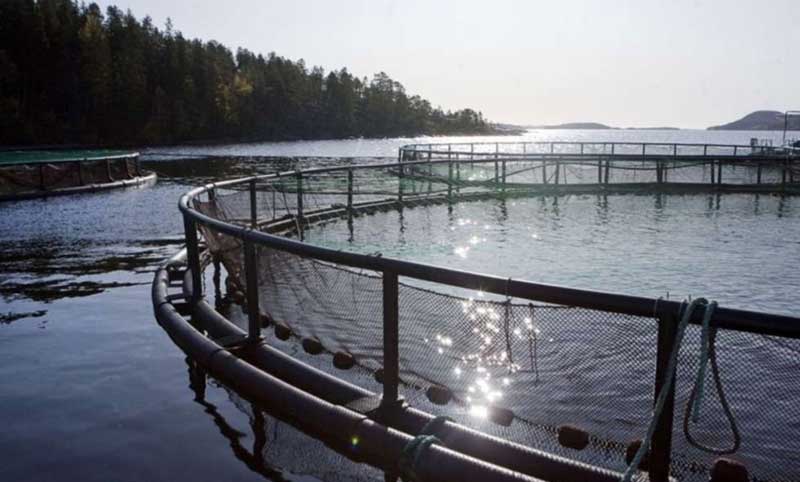 Fiskodling någonstans i Sverige