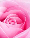 En rosa ros blomma